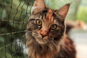 Maine coon cat on a balcony with protective net, pet safety. Animal care, Caring owner