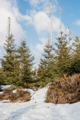 Morning walk along a snowy path in the spring forest. Melting snow and thawed patches in the forest. spring landscape