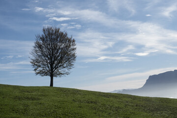 solitary tree in a meadow with the mountains in the background