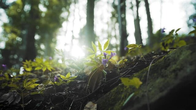 Beautiful spring litter in the Polish Gorce Mountains.