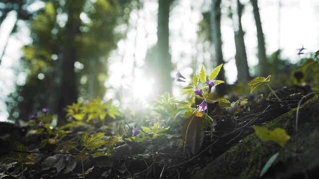 Beautiful spring litter in the Polish Gorce Mountains.