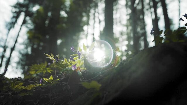 Beautiful spring litter in the Polish Gorce Mountains.