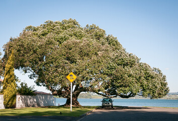 Fototapeta na wymiar Pohutukawa street tree