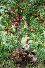 Ducks below plum tree