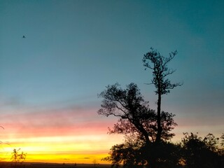 sunset in the forest