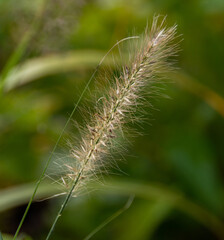 Makro Aufname eines Grashalms