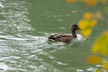Ente schwimmt auf dem Wasser