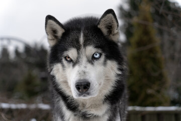 Husky dog ​​with multi-colored eyes close-up.