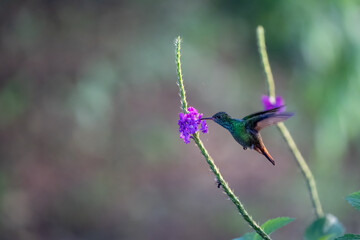 Colibrí Cola Canela