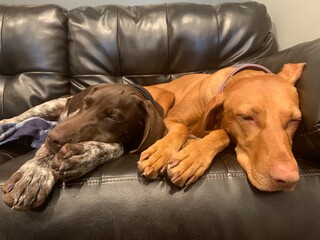 2 dogs relaxing on the couch
