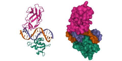 Structure of the DNA binding domains of human FLI1 (green) and Runx2 (pink) in complex with DNA, 3D cartoon and Gaussian surface models, PDB 6vg8
