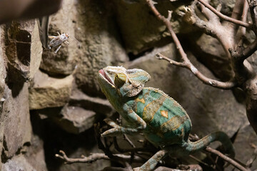 Chameleon is fed with tweezers in the terrarium