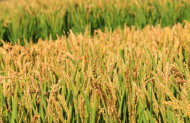 The growing rice is in the farmland