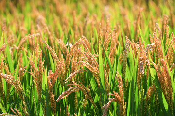 The growing rice is in the farmland
