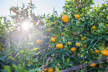 orange tree with oranges