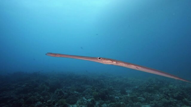Red cornetfish swimming underwater in blue clear water, close view. Exotic tropical fish, saltwater ecosystem, ocean wild life exploring