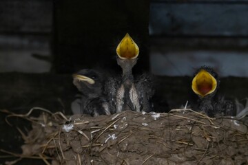 Hungry barn swallow chicks, Hirundo rustica