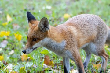 Red fox, Vulpes vulpes