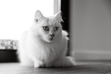 White cat, close up, cute animals, black and white.