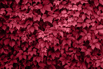 Viva Magenta grape leaves on the wall close-up. Wild grapes monochrome background. Color of the year 2023.