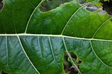 the beauty of the leaf fiber texture