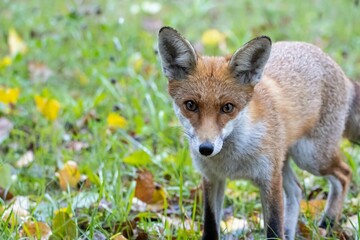 Red fox, Vulpes vulpes