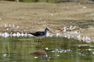 Common greenshank, Tringa nebularia, on a lake shore