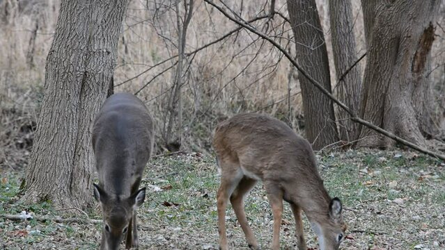 Little button buck and his does
