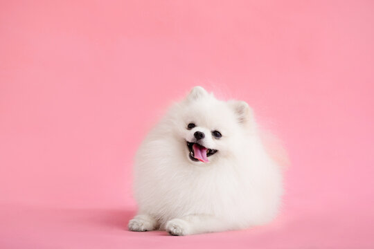 Dog breed pomeranian spitz funny sits on a red background