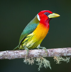 Red-headed Barbet