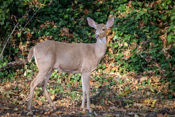 pale colored blacktail doe standing
