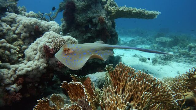 Bluespotted ribbontail ray swimming underwater, close view tracking shot. Stingray in marine coral reef, saltwater ecosystem, ocean wild life exploring