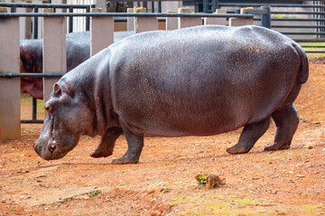 Hippopotamus isolated out of the water in selective focus