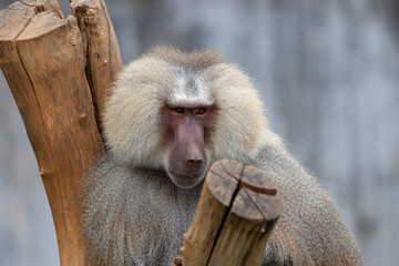 Fototapeta premium Male Sacred baboon monkey (Papio hamadryas) in selective focus