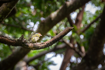 Typical tropic bird known as 
