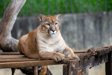 Cougar known as "puma" or "suçuarana" lying down in selective focus