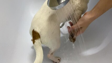 The owner washes the dog Jack Russell Terrier in the bathroom after a walk. 