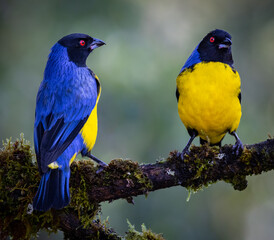 Hooded Mountain Tanager