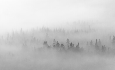 Pine forest trees in mist and fog deep in the Maine woods.