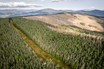 Logging clearcut in woods along Maine and Quebec border
