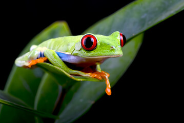 Fototapeta premium Close up photo of red-eyed tree frog on a leaf
