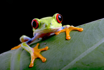 Close up photo of red-eyed tree frog on a leaf