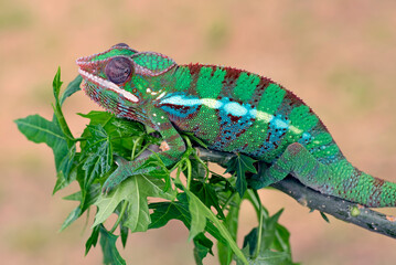 The panther chameleon (Furcifer pardalis) on a tree branch