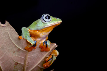 Black webbed tree frog among dry leaves