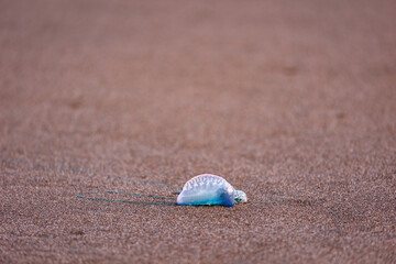 Portuguese man-o-war, dangerous jellyfish, strange animals, Azores islands.