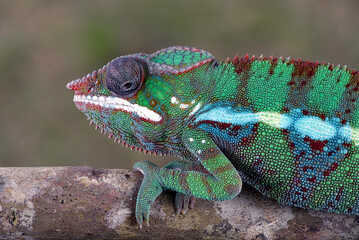 The panther chameleon (Furcifer pardalis) on a tree branch