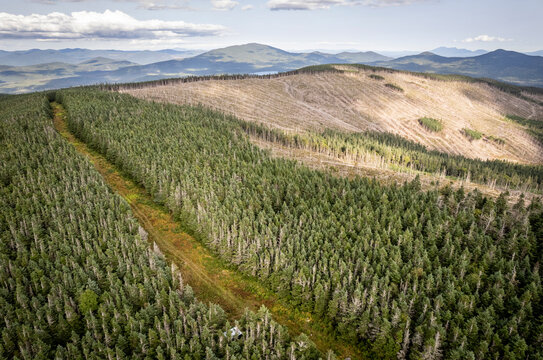 Logging clearcut in woods along Maine and Quebec border