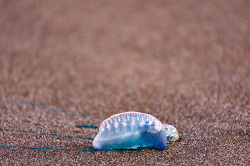 Portuguese man-o-war, dangerous jellyfish, strange animals, Azores islands.