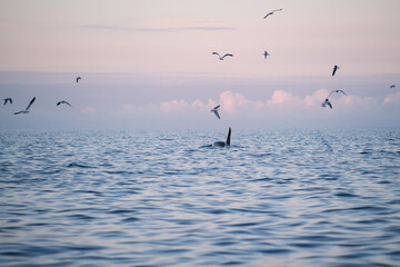 Killer whale - orca (Orcinus orca), Lofoten Islands, Norway
