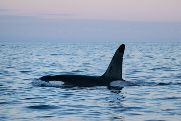 Male killer whale - orca (Orcinus orca), Lofoten Islands, Norway © Cavan